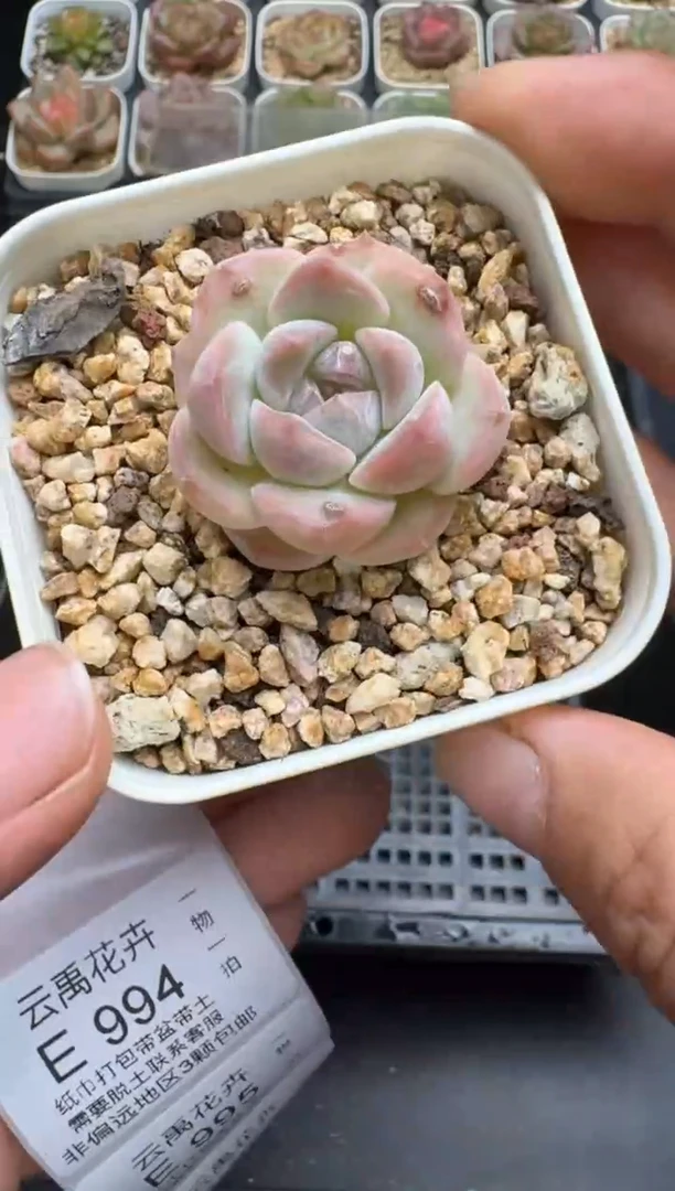 993E云禹多肉植物 带盆土纸巾打包 当天拍3颗包邮