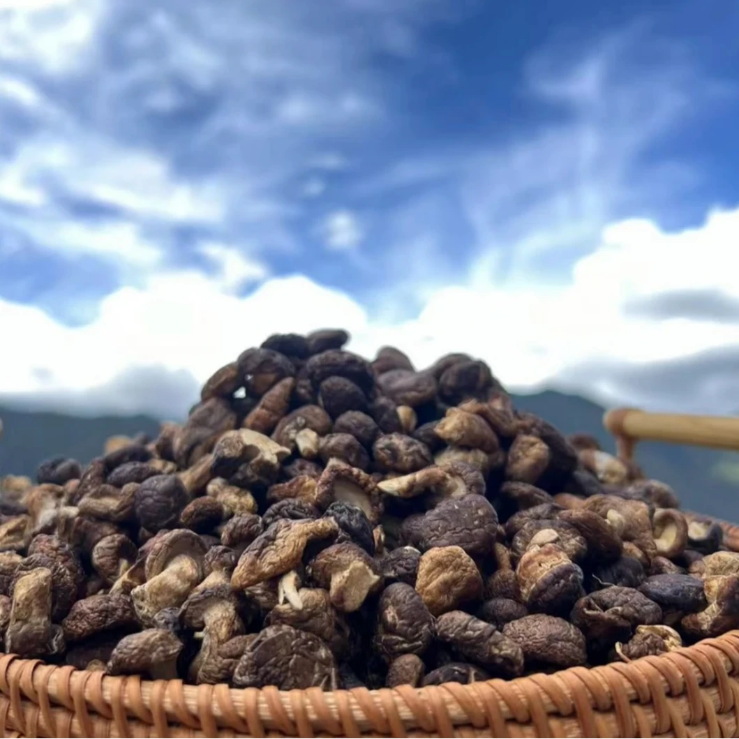 云南特产【小香菇】正宗下山货农家手工采摘