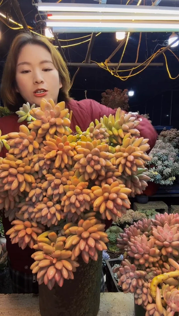 雅****）粉色恋人一物一拍脱土包邮