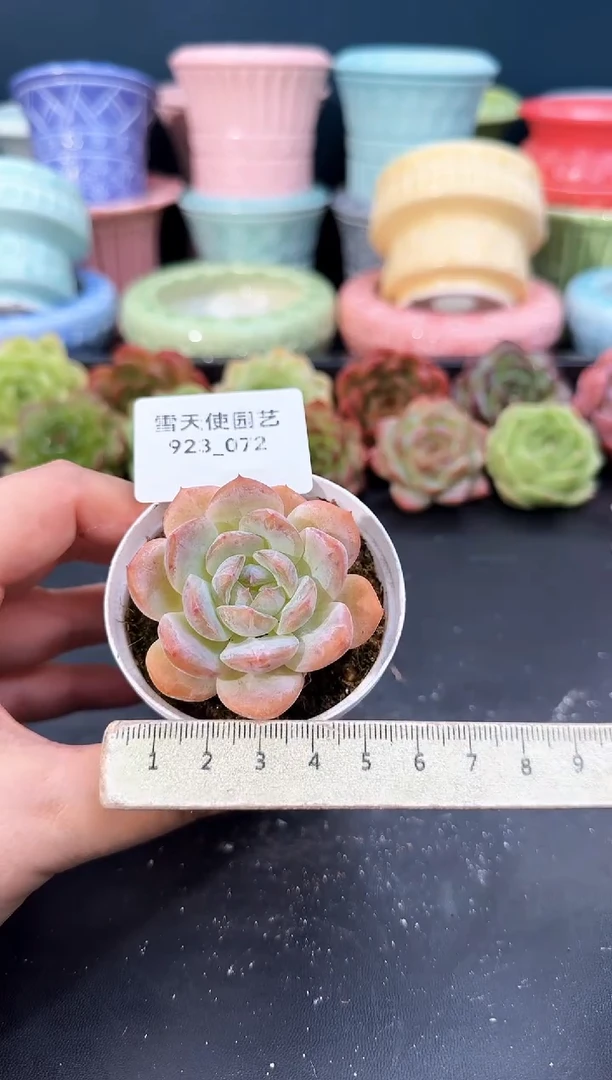 923-072青山（冠幅5cm）