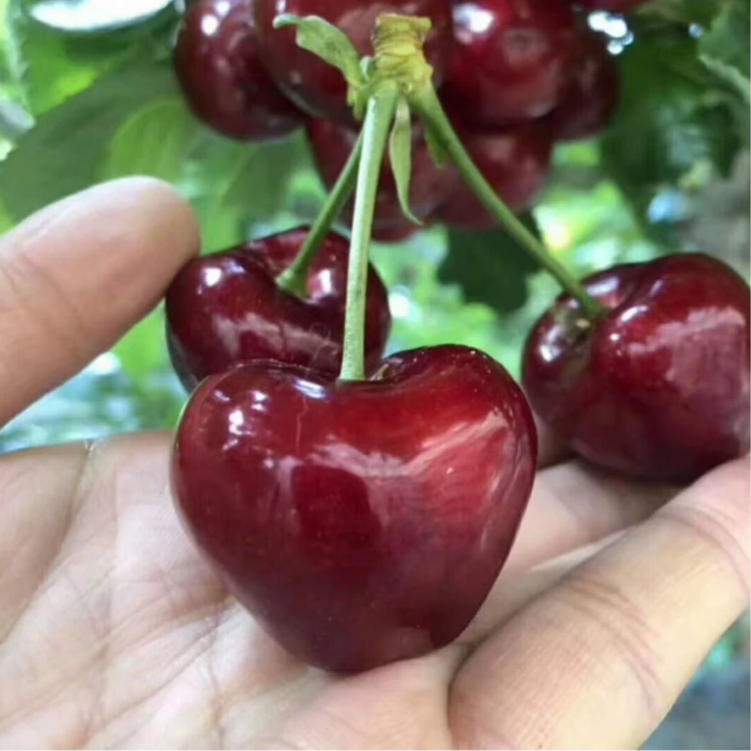 A【露天美早大樱桃】【顺丰空运】山东烟台樱桃应季新鲜水果脆甜1-5斤