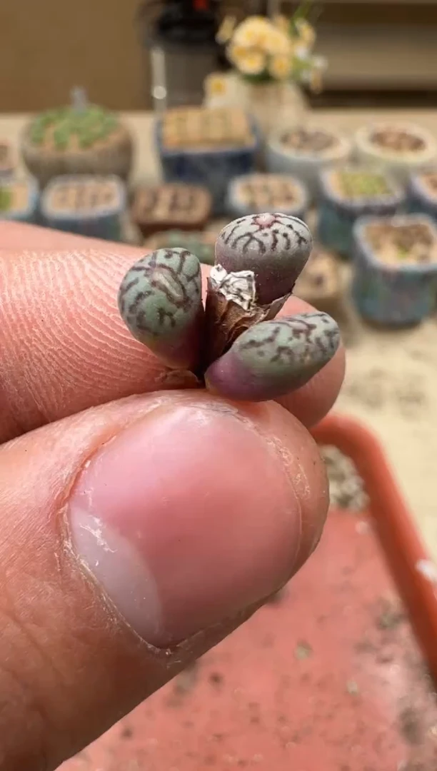 30-174多肉植物肉锥