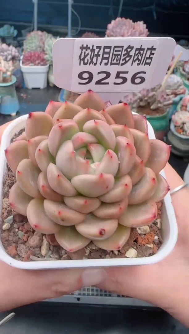 【闪购商品】9256.