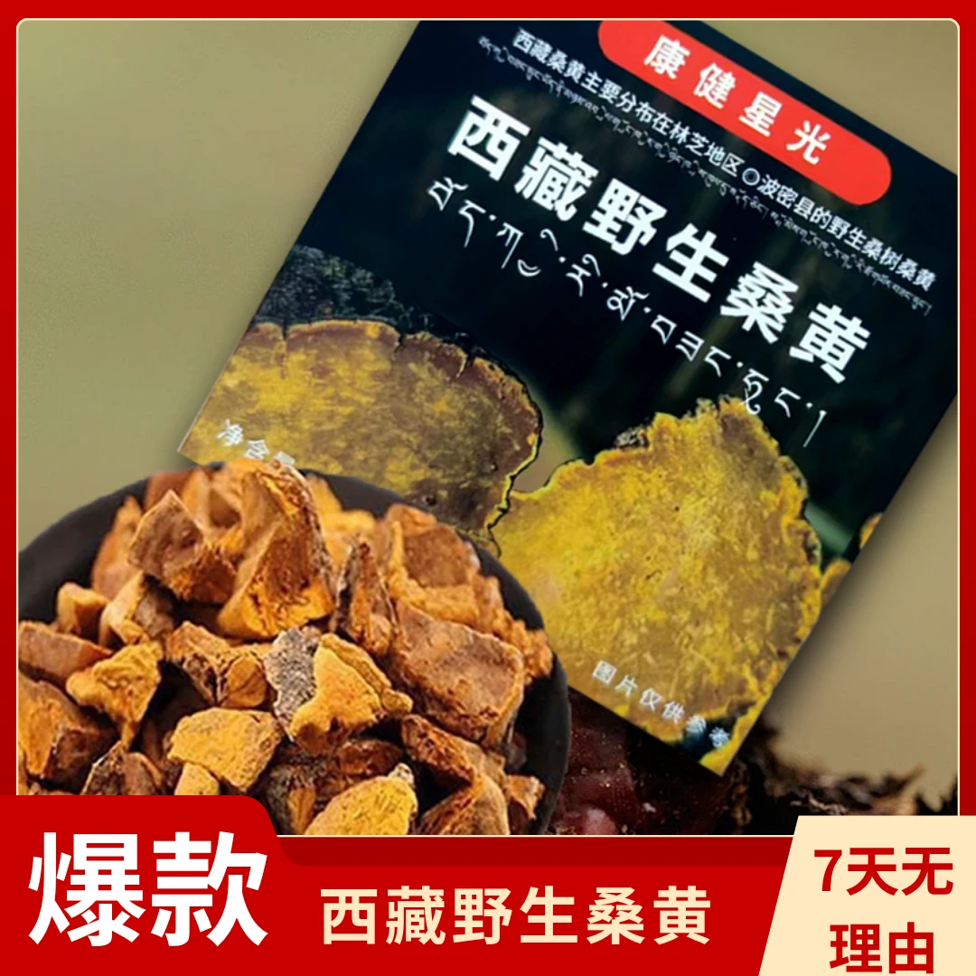 正宗西藏野生桑黄干货土特产初级农产品