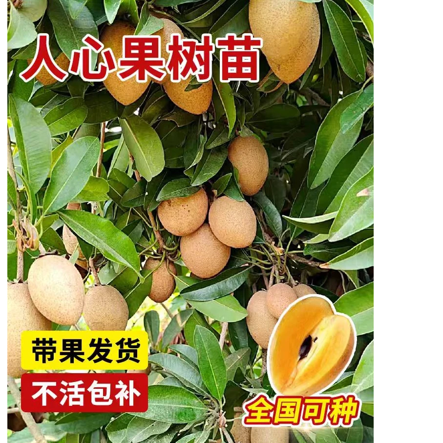 四季人心果苗高压苗越南人心果树苗地栽盆栽营养杯苗果树带果发货