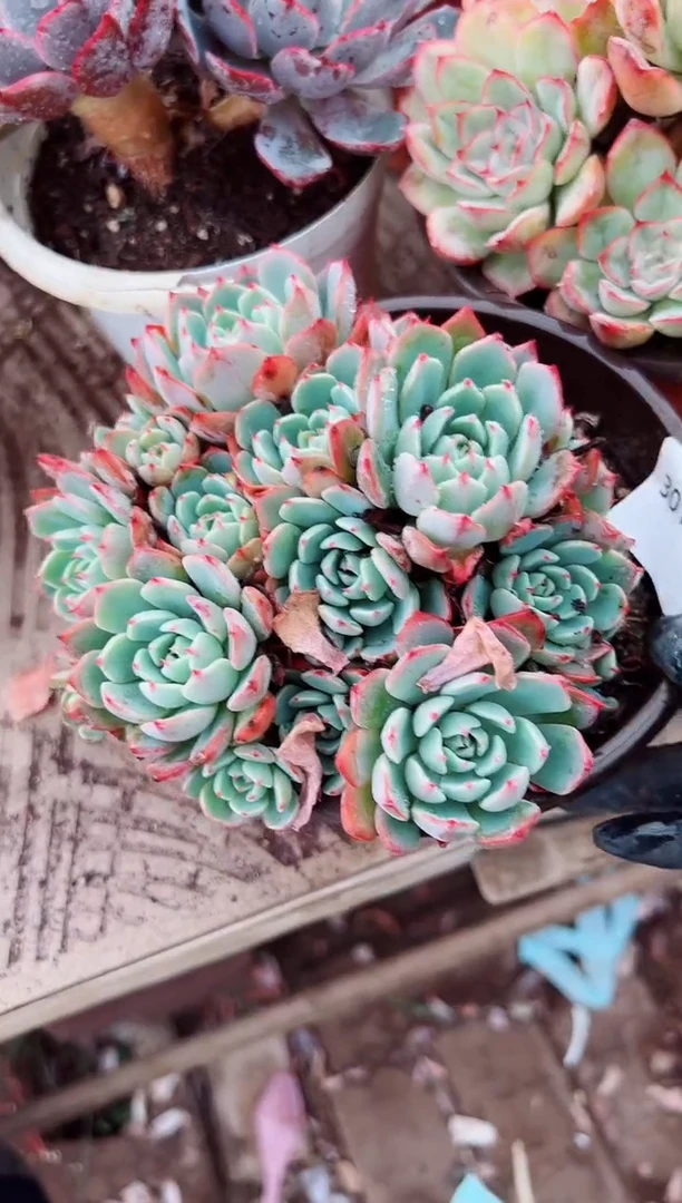猪*耶多肉植物一物一拍30160