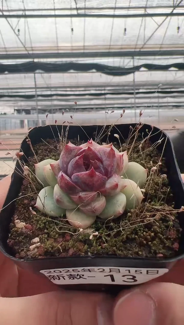 【闪购商品】新款多肉-13