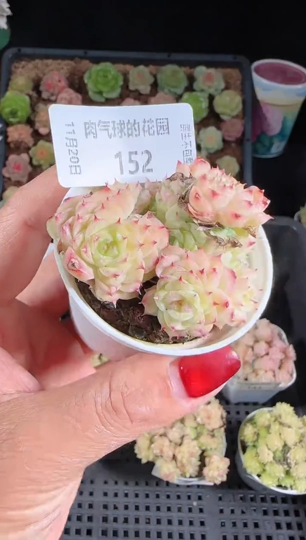 1120-152群生不包整