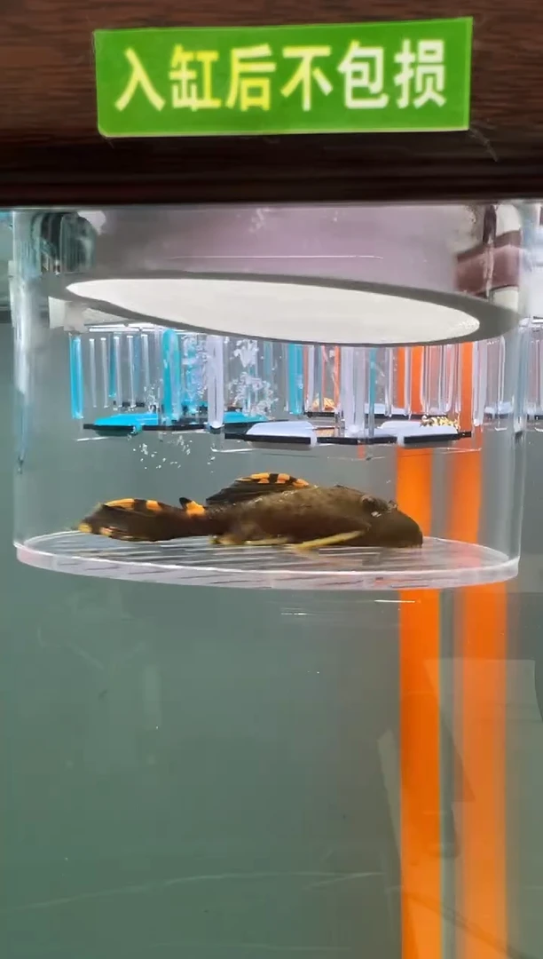 清道夫鱼123号091入缸不包损录制完整开箱视频7.5厘米