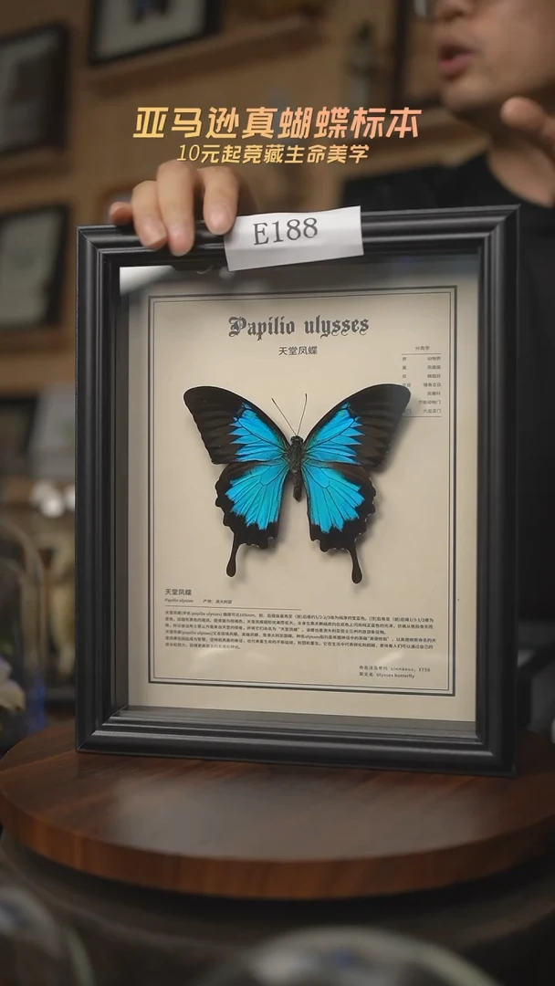 有机玻璃蝴蝶标本E188