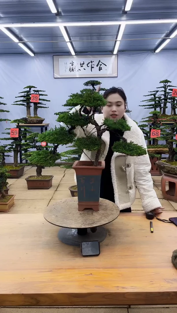 【闪购商品】高端盆景一物一拍，所见即所得