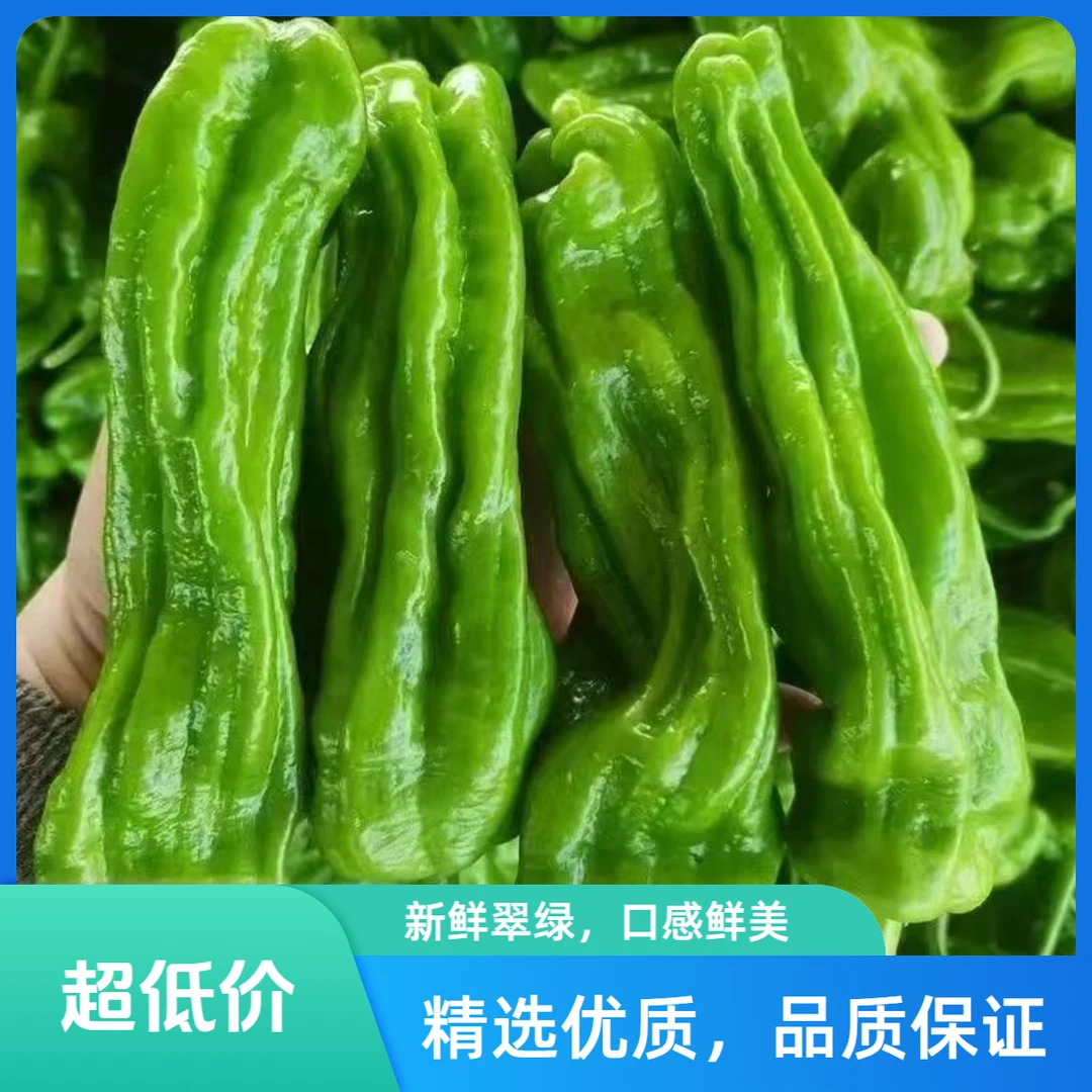 【产地直发】新鲜泡椒 微辣口感 露天种植 现摘现发货