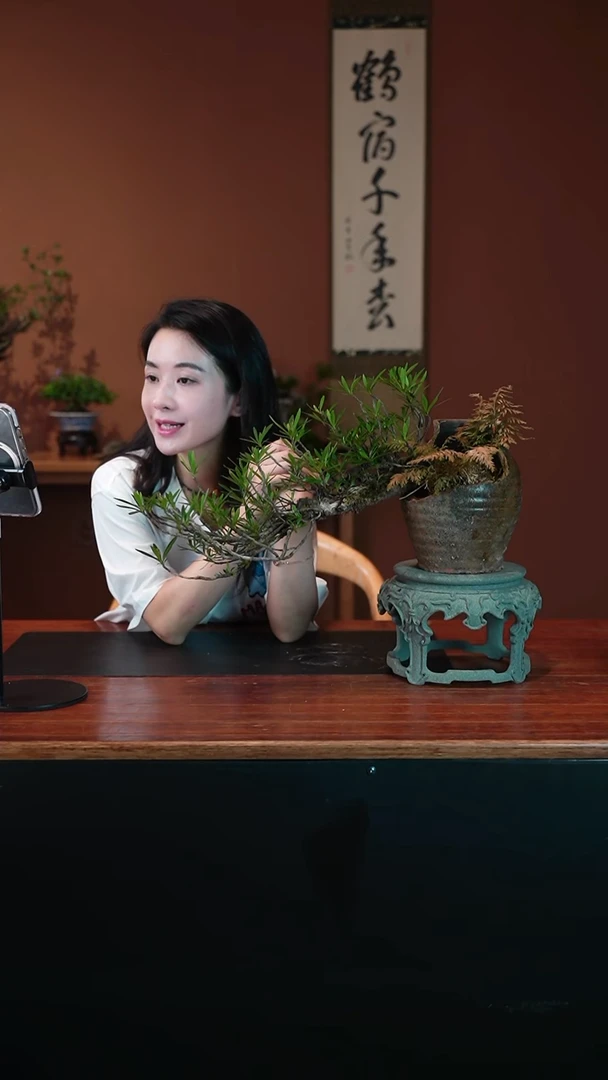 无花朵卡*栀子花盆景盆景盆景