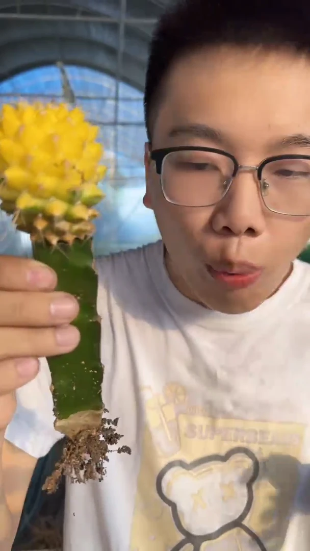 3颗 黄菠萝【嫁接】