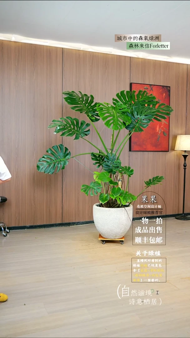 无花朵胖*龟背竹一整套送货上门
