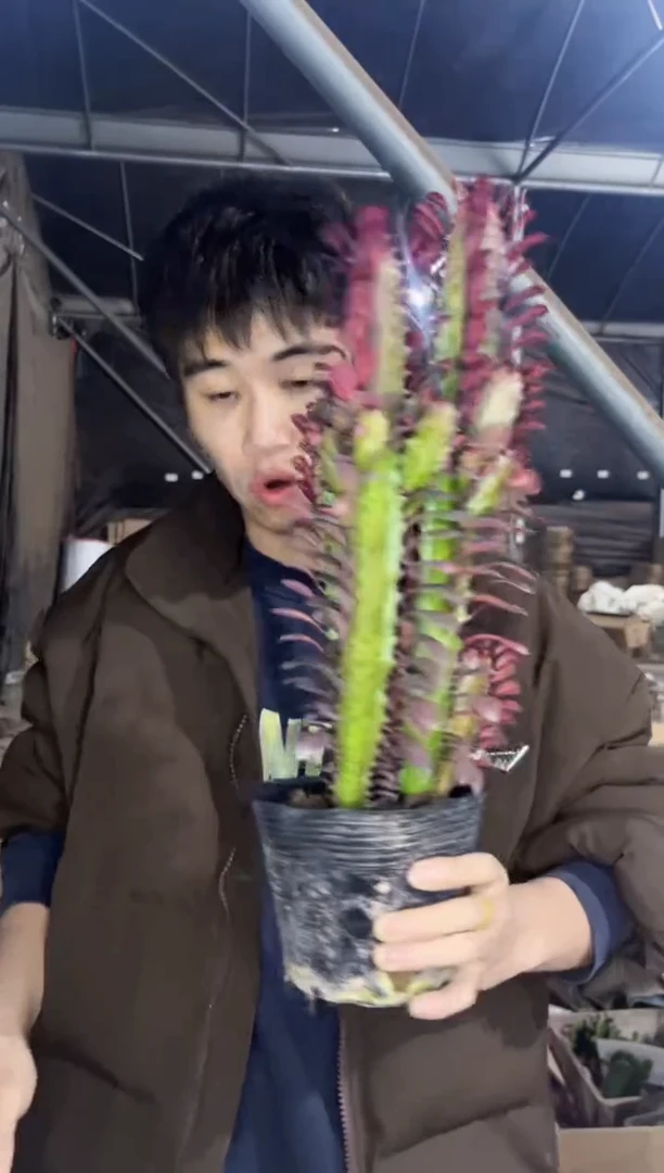 【闪购商品】紫龙骨 高25-30cm