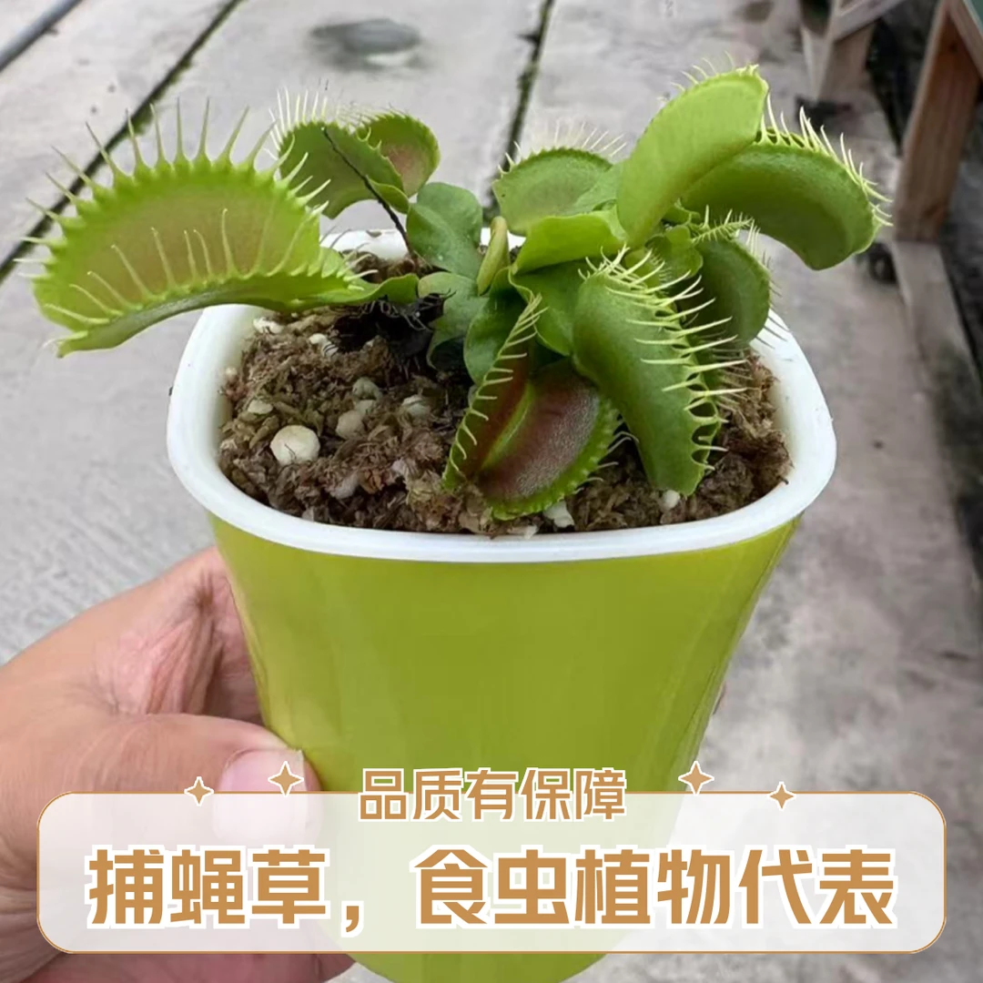食虫捕蝇草盆栽捕蝇草捕蝇草绿植食人花植物驱蚊室内好养花卉绿植