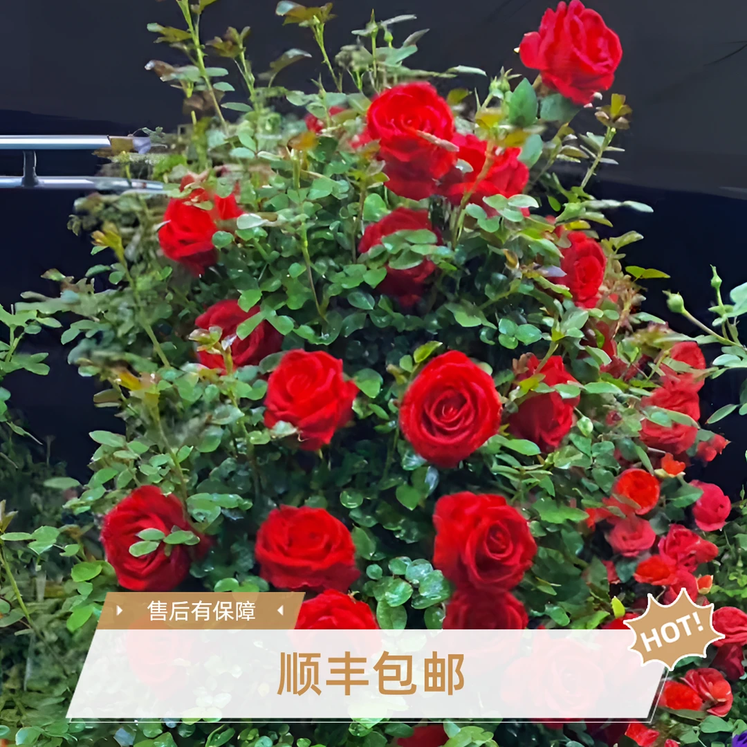 大红色佛罗伦蒂娜1.2-1.5米 大花重瓣浓香 多季开花 庭园爬藤蔷薇