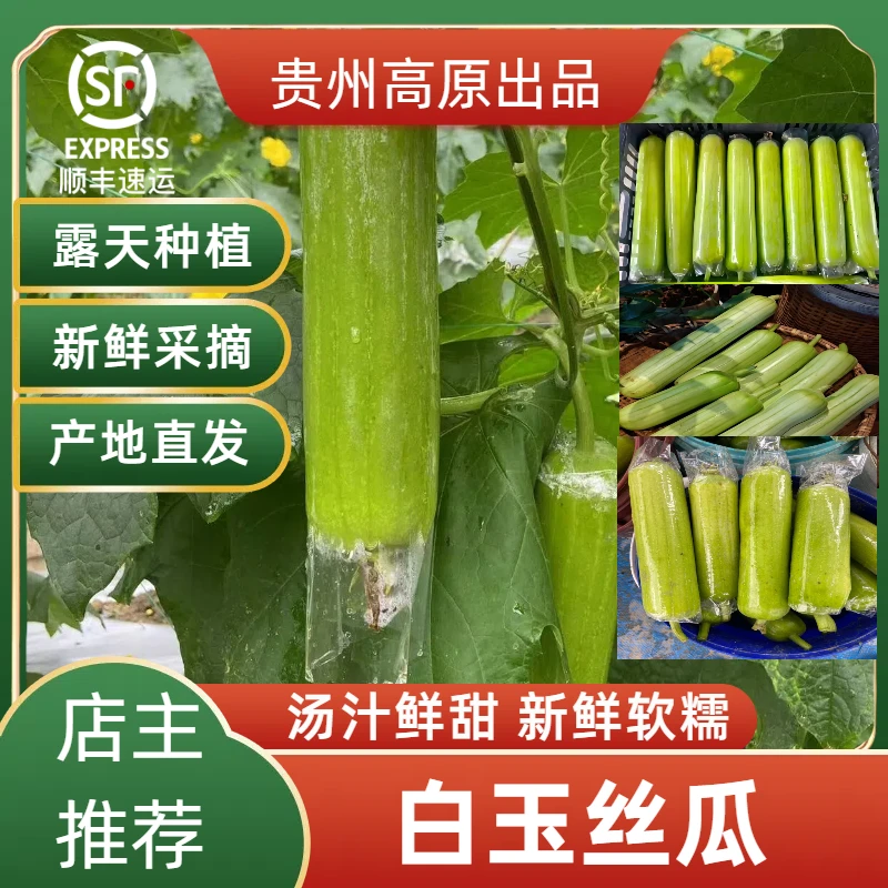 顺丰快递贵州高原产地直发新鲜【白玉丝瓜水瓜】农家自种大现摘现发