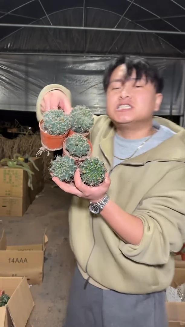 5颗 绯花玉 4-6cm 不指定带花苞