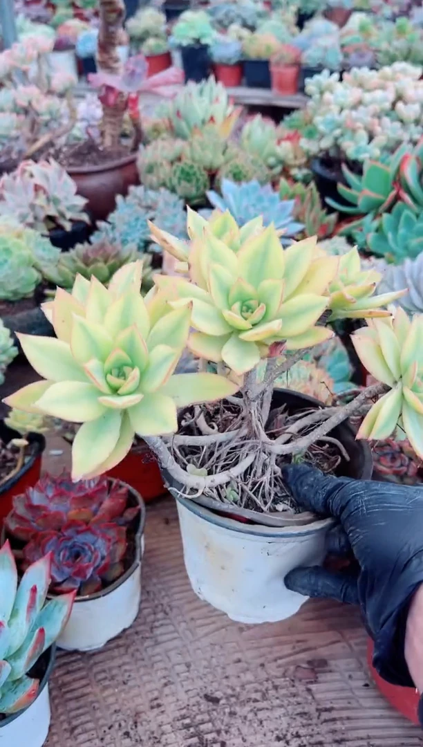 猫*多肉植物一物一拍12179