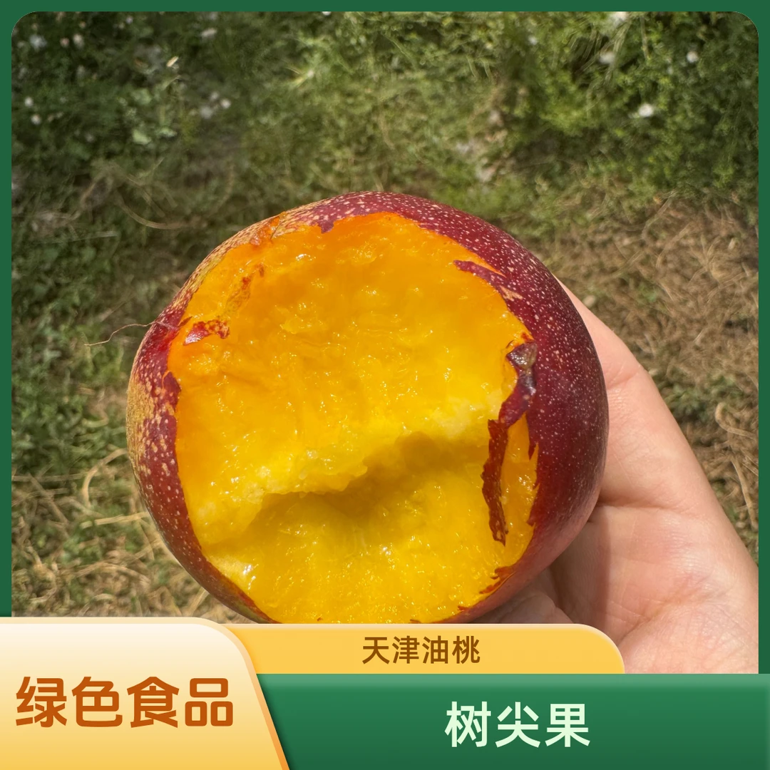 （绿色食品） 天津本地油桃  自然成熟 数尖果 当季新鲜水果桃子天津市