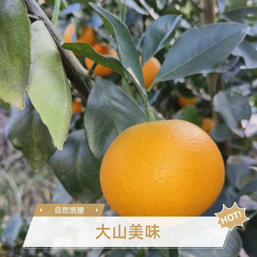 怀化芷江冰糖橙，产地直销