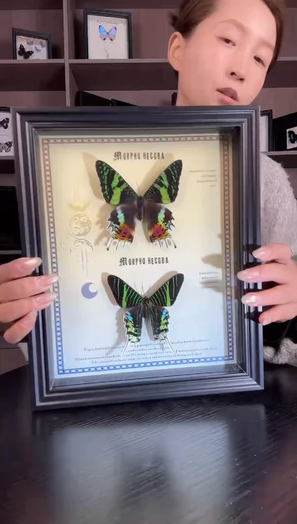 实木竖款太阳月亮蛾组合（蝴蝶装饰画A4框）