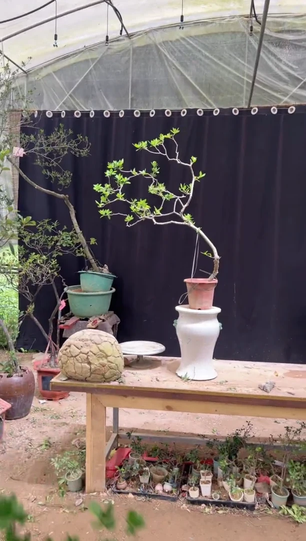 当前无花朵，栽培后可花朵拼***！海岛栀子花