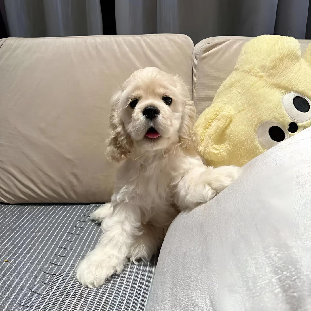 阿贝贝美卡 精品美国可卡犬