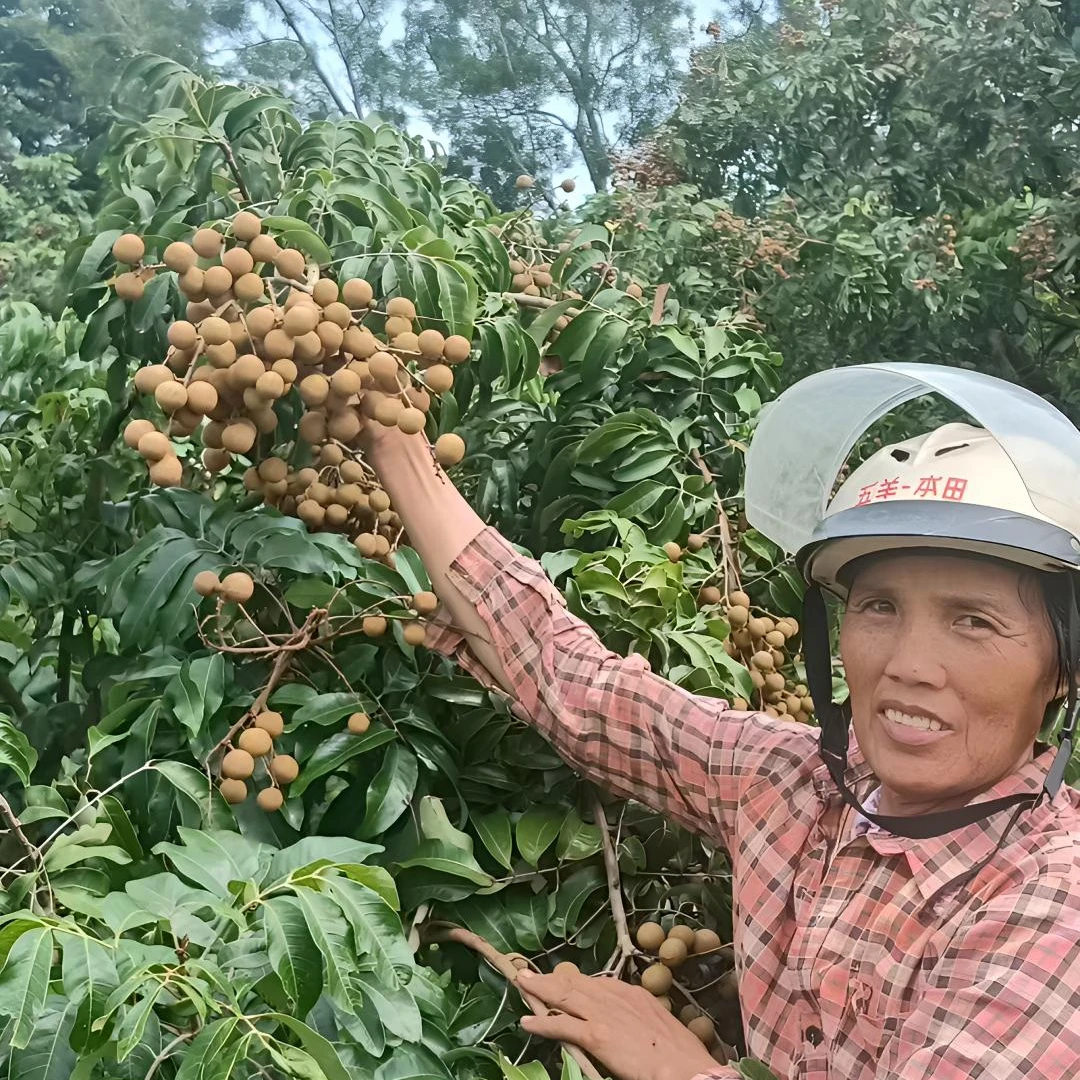 广东高州储良石硖龙眼桂圆新鲜现摘清甜爽口老少适宜当季水果