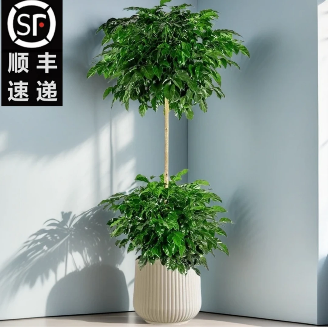 1.3 - 1.5米双层幸福树大苗室内好养观叶绿植可送货上门
