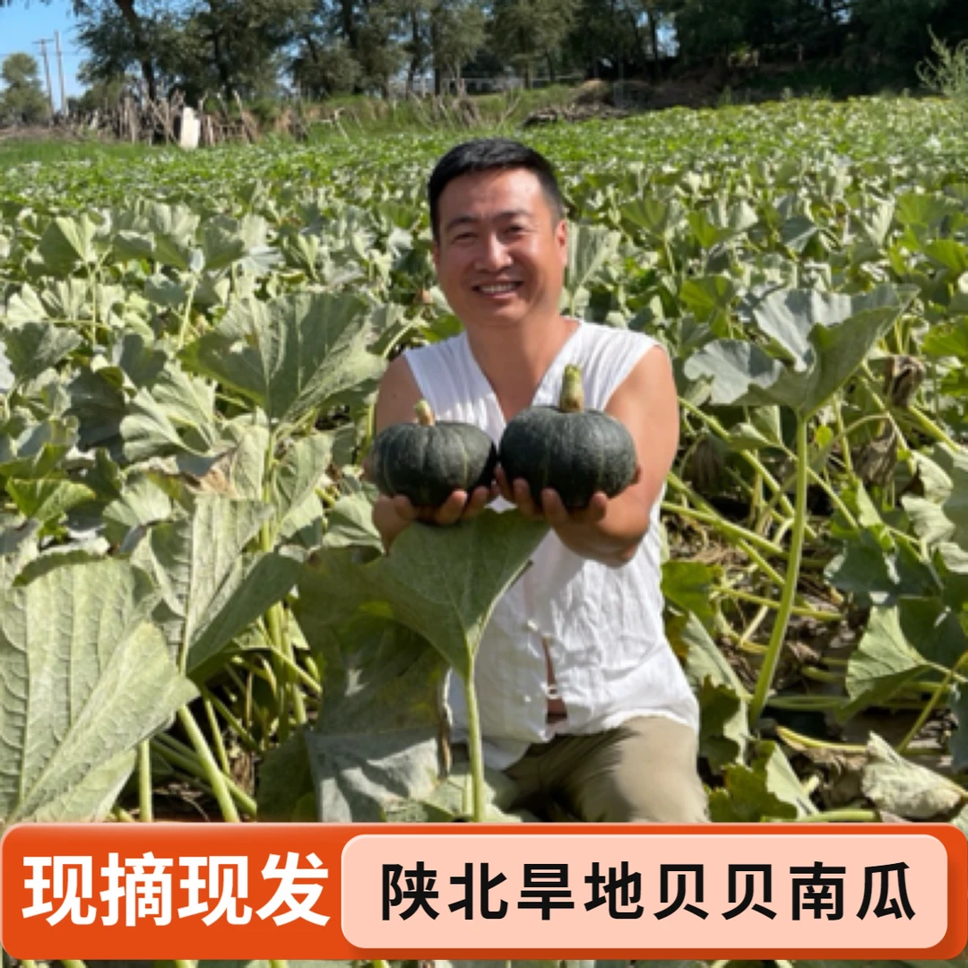 陕北旱地贝贝南瓜 粉糯香甜 代餐粗粮 原生态 现摘现发新鲜采摘