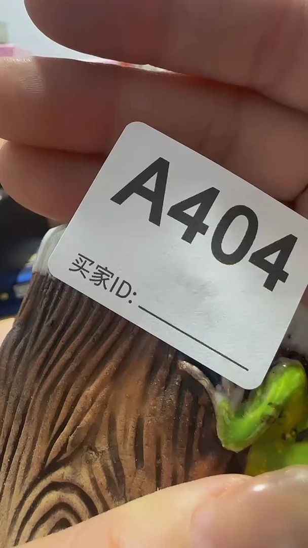 瓷片丧*彪精美瓷片啦啦啦啦