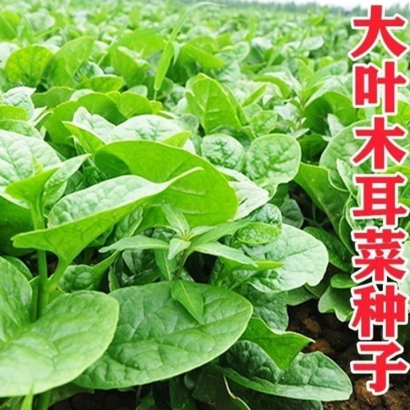 新种四季阳台盆栽菜园易种蔬菜种籽大叶木耳菜种子肉厚豆腐菜耐种
