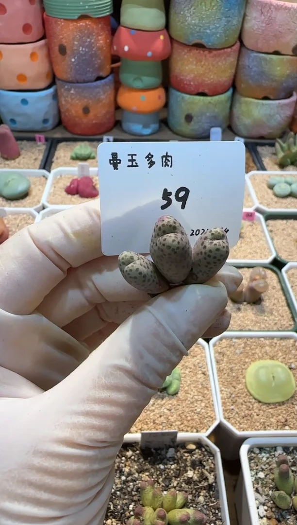 【闪购商品】25.1.14-59麻暑