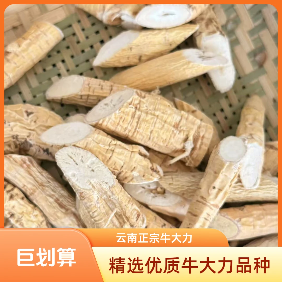 |山野来信|云南牛大力