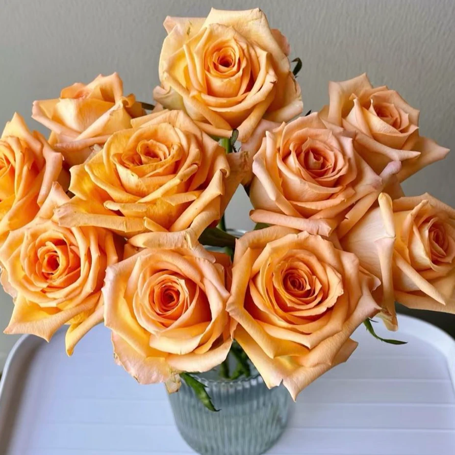 【盼盼鲜花】假日公主玫瑰 一单陆运/两单升级冷链 云南鲜花基地发