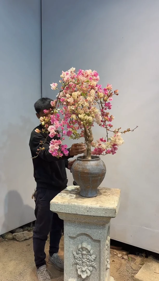 以实际为准三角梅135