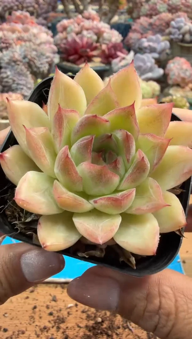 东云多肉园二店-541