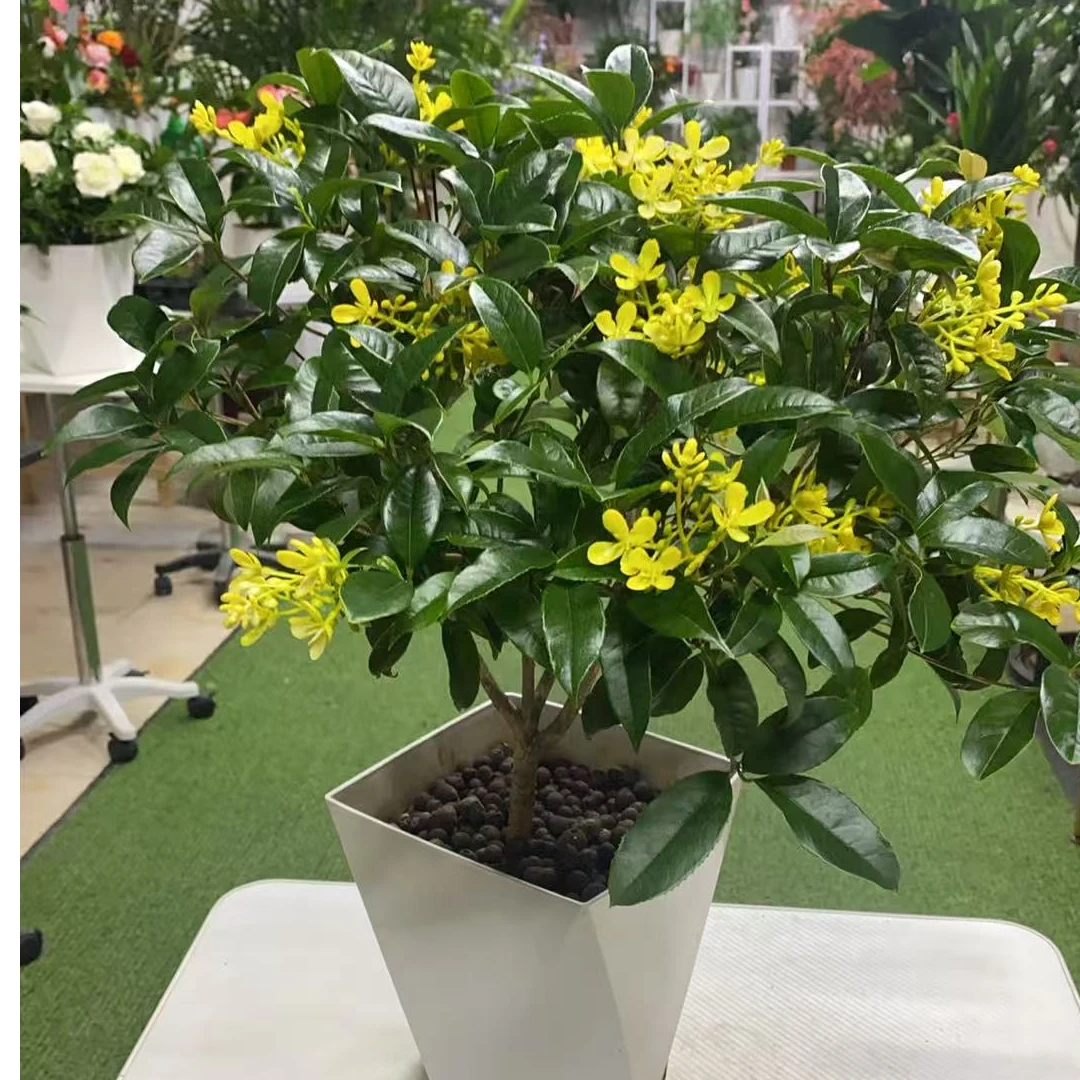 【四季桂花】盆栽浓香型耐寒适合室内外阳台庭院种植花卉