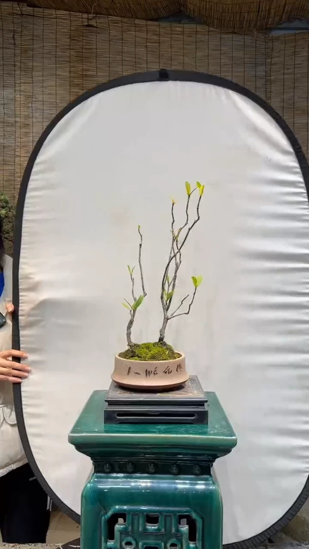 【闪购商品】龙船花 盆景