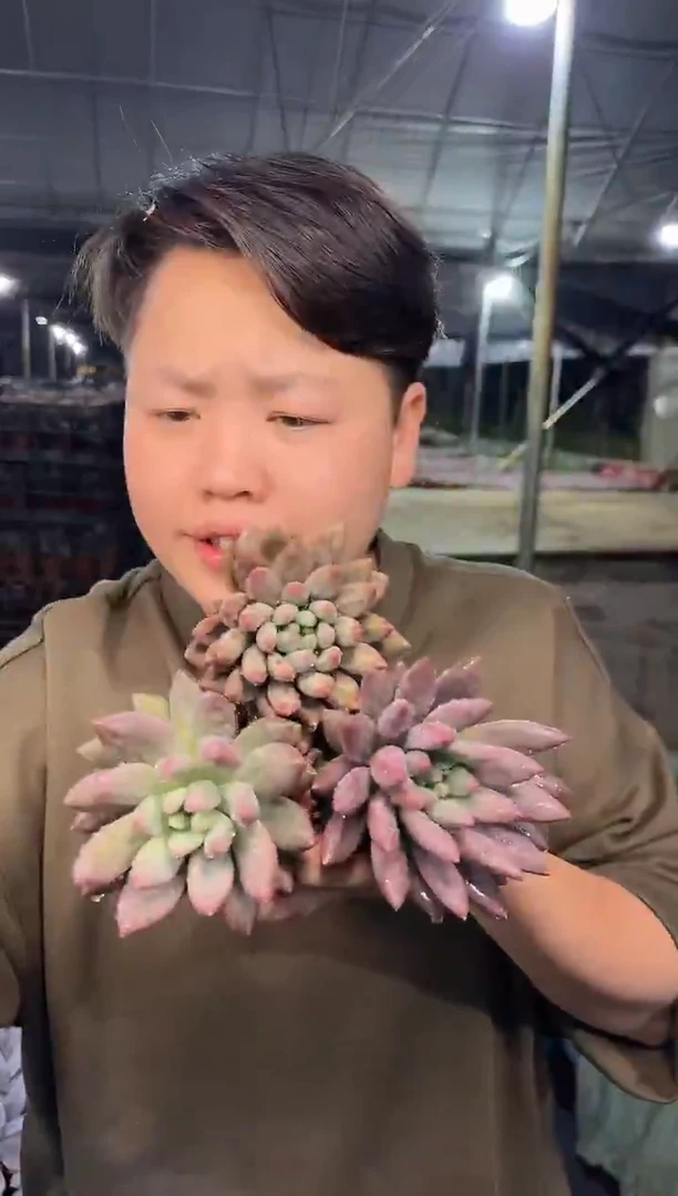 单头起虞美人1颗2.99