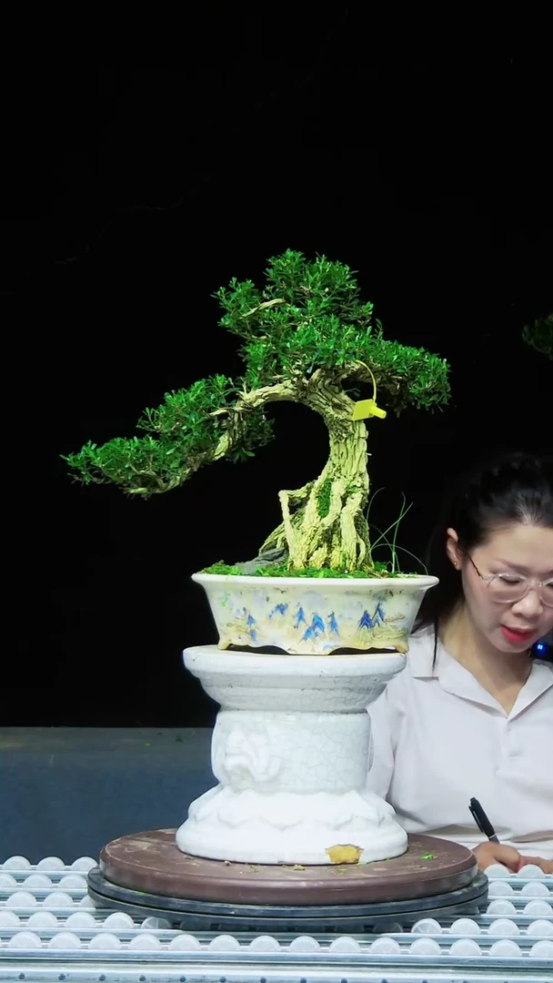 无花朵雀舌黄杨盆景艺术