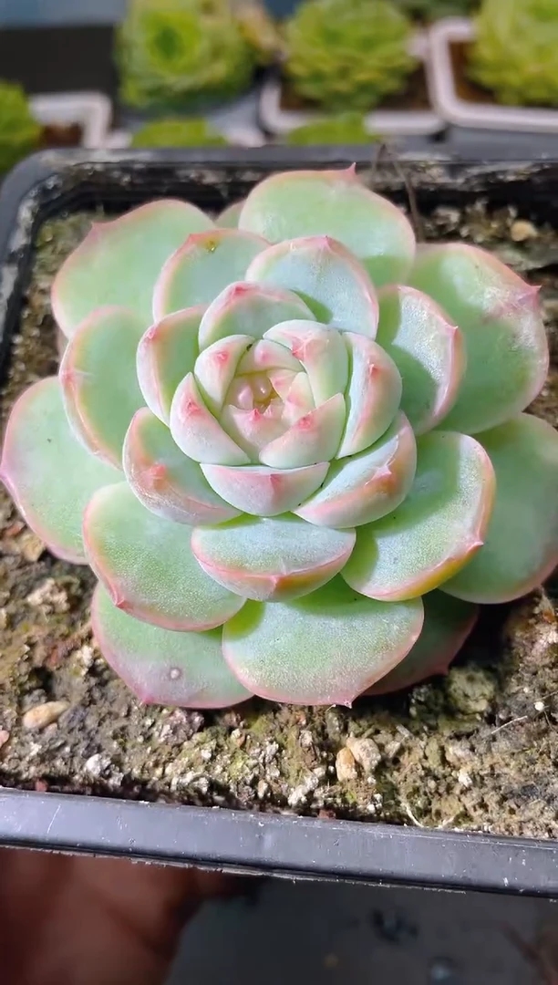 107新珍妮一物一拍