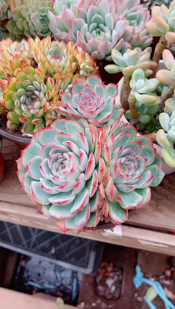 吖*26067多肉植物