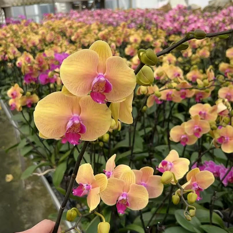 【黄金美人】蝴蝶兰 大花型 高端绿植花卉 室内绿植 广州基地直发