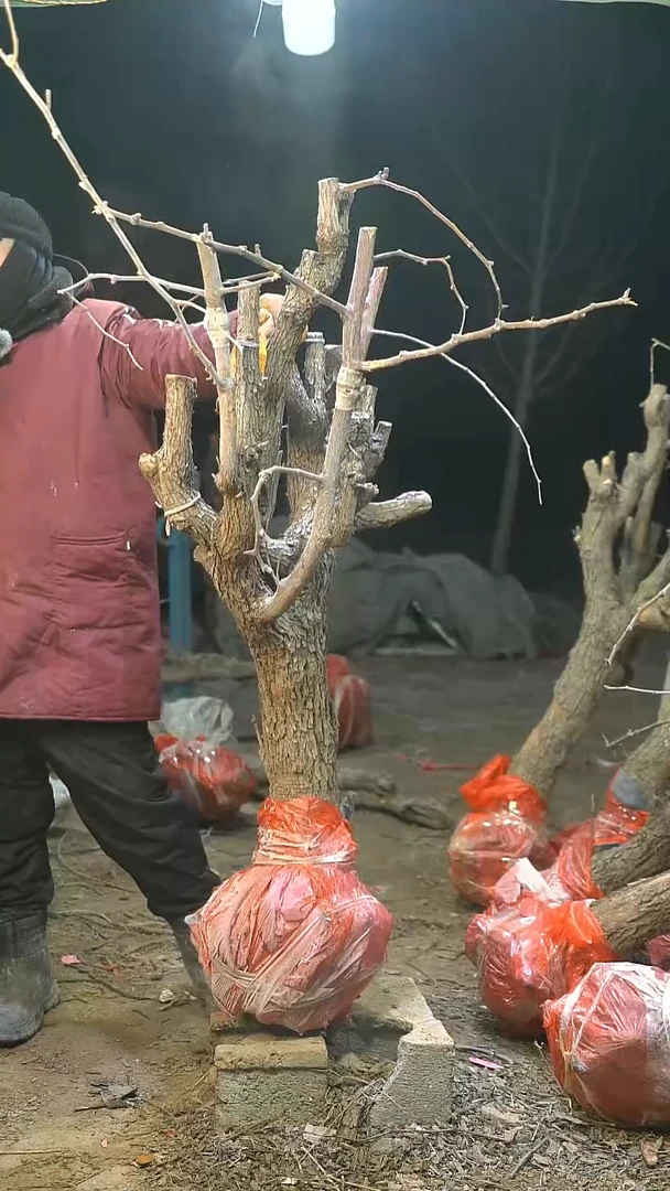 完全开放枣树1002