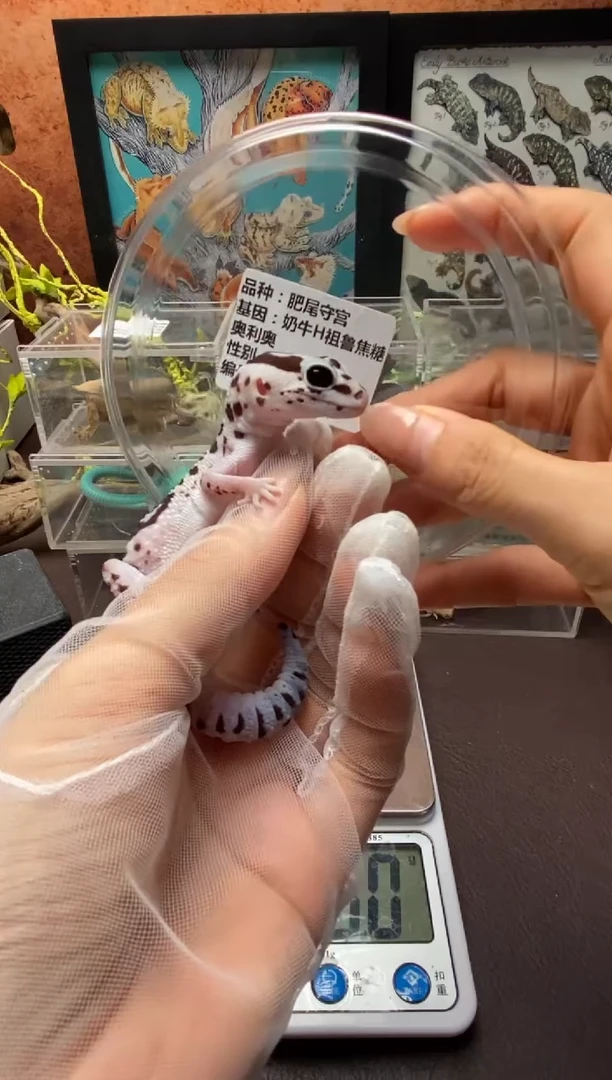 肥尾守宫鳞与尾 Scale Tail 爬宠F7