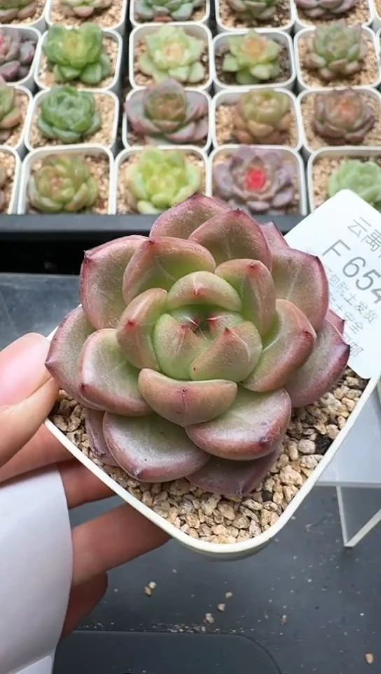 654F云禹多肉植物 默认脱土纸巾打包 3颗包邮
